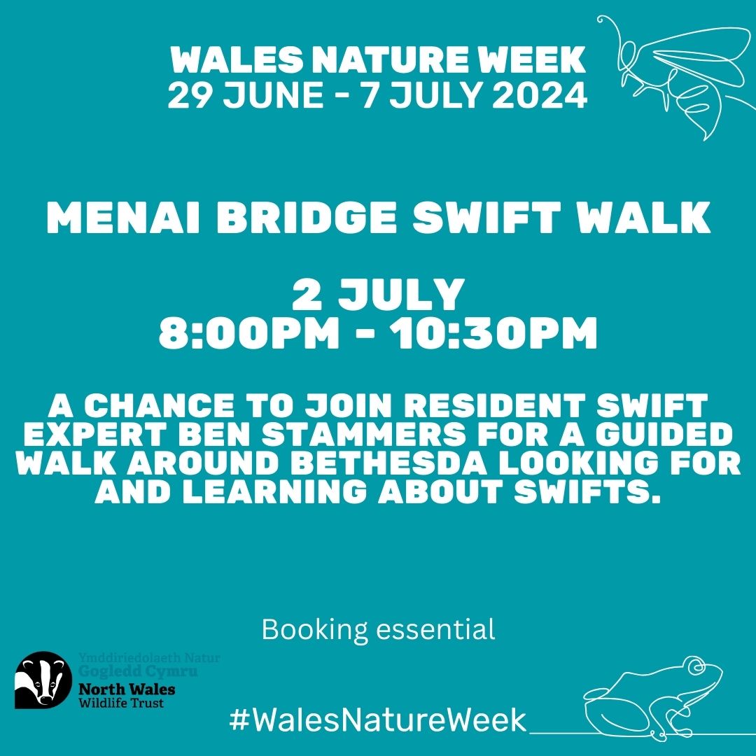 Menai Bridge swift walk